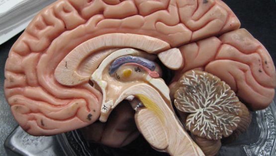 Inteligência melhora ou piora com a idade? Estudo de Harvard responde