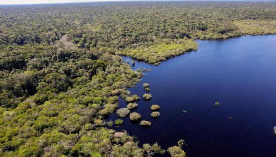 Brasil reduziu em 14% o desmatamento na Mata Atlântica em 2024