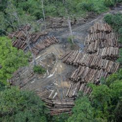 Desmatamento no Brasil cai 32% em 2024, mostra MapBiomas