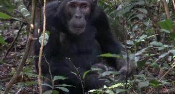 VÍDEO: Chimpanzés "médicos" são vistos praticando primeiros socorros