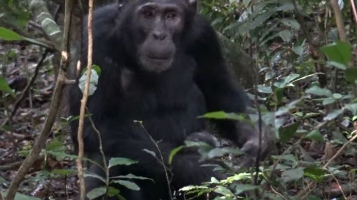 VÍDEO: Chimpanzés "médicos" são vistos praticando primeiros socorros