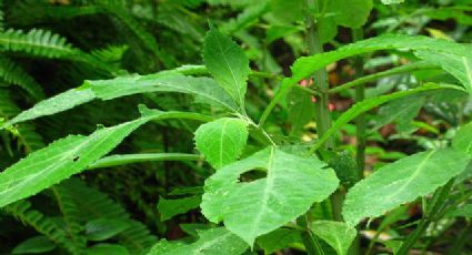 Mais uma planta criminalizada: Anvisa proíbe Salvia divinorum