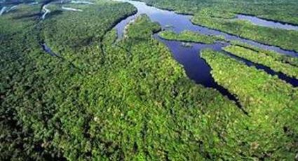 Desmatamento na Amazônia aumenta 28%