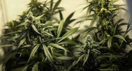 OEA sugere possibilidade de legalização da maconha na América