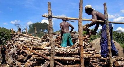 Ajude a combater o trabalho escravo no Brasil