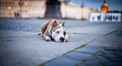 Sochi planeja matança em massa de cães de rua