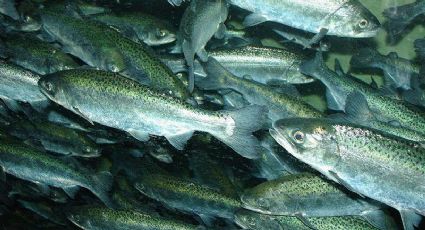 Comer peixe é muito saudável?