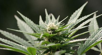 Uruguai: Maconha para fins recreativos poderá ser comprada em farmácias