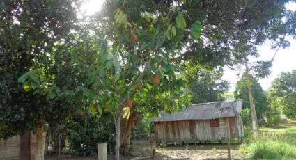 Extrativistas do Pará resgatam práticas de resistência de Chico Mendes