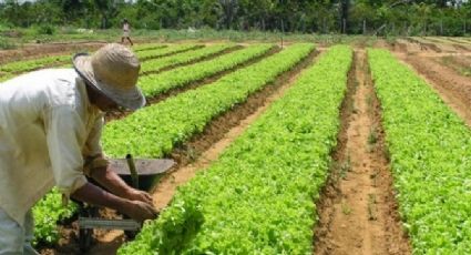 PL da terceirização irá precarizar trabalhadores rurais, apontam movimentos do campo