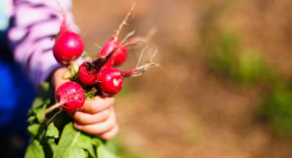 Projeto insere alimentação saudável no currículo escolar