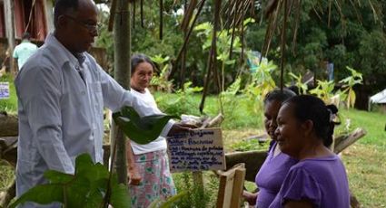 Médico Cubano reduz uso de antibióticos em aldeias indígenas utilizando plantas medicinais