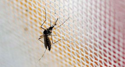 China prepara um exército de mosquitos para eliminar o vírus Zika