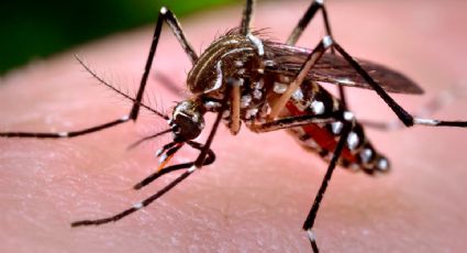 Entenda como será a produção de machos estéreis do Aedes aegypti no Brasil