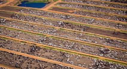 3 milhões de hectares de terras no Brasil estão concentrados nas mãos de 20 grupos estrangeiros