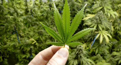 Nova Jersey decide legalizar uso recreativo da maconha