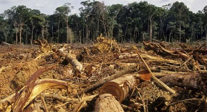 Meio ambiente: senador propõe projeto para acabar com a Reserva Legal