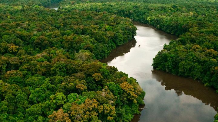 Conheça as propostas de Haddad e Bolsonaro para o Meio Ambiente e proteção dos animais