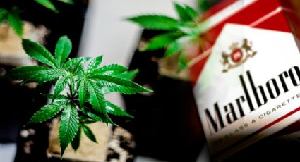 Grupo dono da Marlboro compra 45% de fabricante de Maconha legal do Canadá