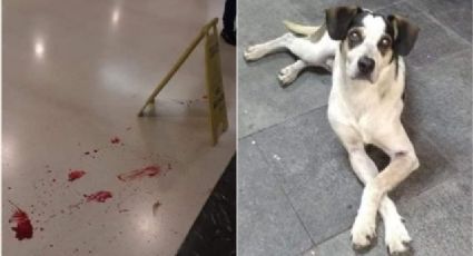 Carrefour de Osasco é alvo de protesto após cão ser morto a pauladas por segurança