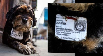 Em Cuba, cachorros de rua recebem cartões de identificação e cuidados de saúde pagos pelo Estado