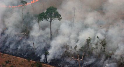 Código Florestal: com anistia a desmatadores, STF perdoa multas que somam R$ 8,4 bilhões