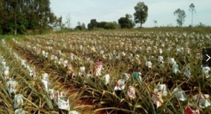 Funerárias e produtores de abacaxis sofrem com a falta de jornal velho