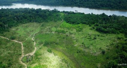 Em seis meses, 100 milhões de árvores foram derrubadas no Xingu