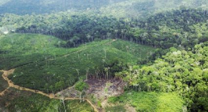 Madeireiros invadem terra indígena Arara, no sudoeste do Pará