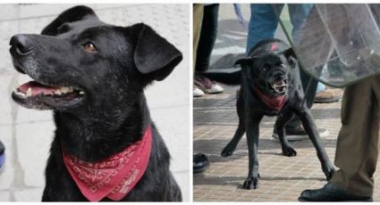 Negro Matapacos: o Che Guevara canino símbolo das manifestações no Chile