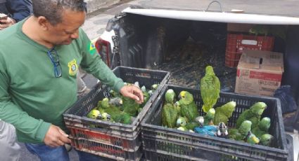 Presidente do Ibama flexibiliza lei ambiental para regularizar papagaio de ministro do STJ