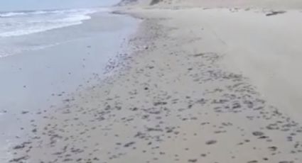 Manchas de petróleo reaparecem nas praias do Ceará após dois meses