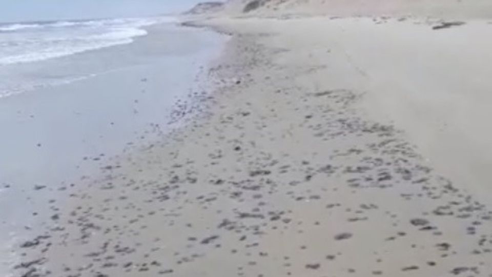 Manchas de óleo reparecem no litoral do Ceará (Reprodução)