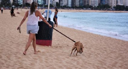 Studart quer regulamentar presença de animais domésticos em praias brasileiras