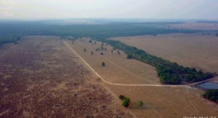 Desmatamento ilegal derruba 13 milhões de árvores em dois meses no Xingu