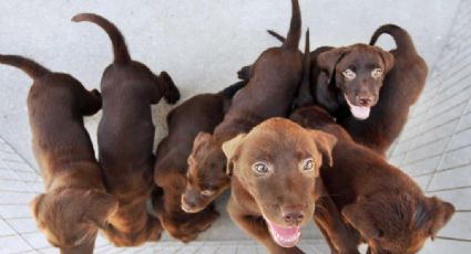 Barbara Gancia, a fé na humanidade e um labrador de casaco de lã