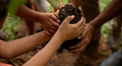 Em contraponto à alta no desmatamento, MST vai plantar 100 milhões de árvores pelo Brasil 