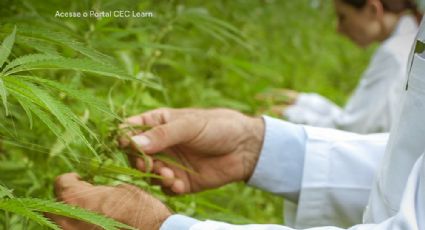 Clínica de Cannabis atenderá 10 crianças carentes na abertura de setor infantil