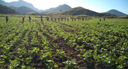 Assentamento agroecológico do MST está sob risco de despejo no Rio