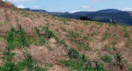 Fetraf-SC cobra ações do governo para socorrer agricultores familiares na seca em Santa Catarina