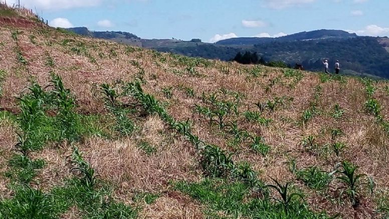Fetraf-SC cobra ações do governo para socorrer agricultores familiares na seca em Santa Catarina
