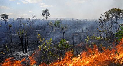 No governo Bolsonaro, desmatamento no Cerrado equivale a cinco vezes a cidade de São Paulo