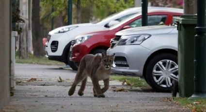 Vídeos: Animais selvagens tomam as ruas de várias cidades em quarentena por coronavírus