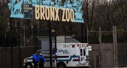 Zoológico de Nova York identifica tigres e leões com coronavírus