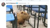 Bolsonaro brinca com foto de capivara no Twitter enquanto Brasil se aproxima das 40 mil mortes por Covid