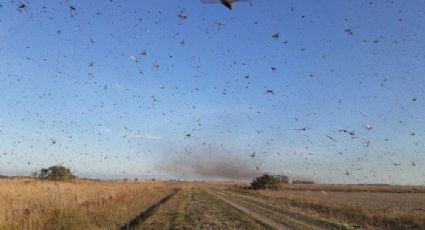 Nuvem de gafanhotos que causa estragos na Argentina e no Paraguai se aproxima do Brasil