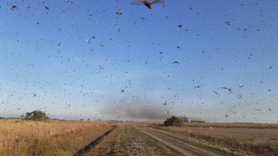 Nuvem de gafanhotos no norte da Argentina (foto: Misiones On Line)