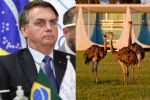 Bolsonaro é bicado por Ema no Palácio do Alvorada