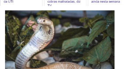 Ninho de cobras