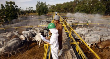 Quem são os 10 maiores pecuaristas do Brasil e o que isso tem a ver com a Amazônia e o seu churrasco